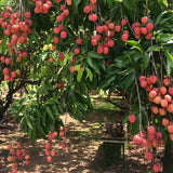 Lychees 10 lb box