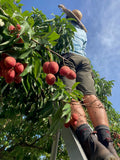 Lychees 10 lb box