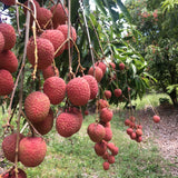 Lychees 10 lb box