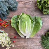 Large Head Lettuce