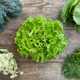 Large Head Lettuce