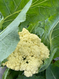Song Cauliflower