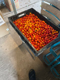 10 Pound Box of Cherry Tomatoes