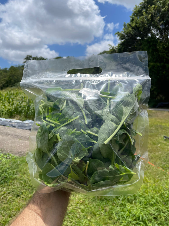 Komatsuna (Japanese Spinach)