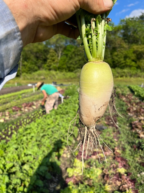 Large Radishes
