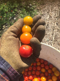 10 Pound Box of Cherry Tomatoes