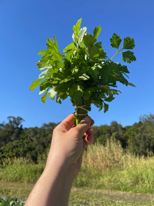 Parsley Bunch