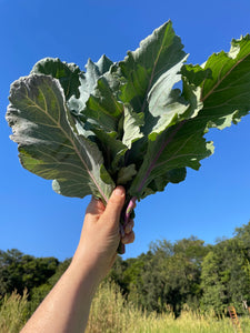 "Blue" Collard Bunch