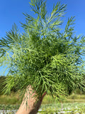 Dill Bunch