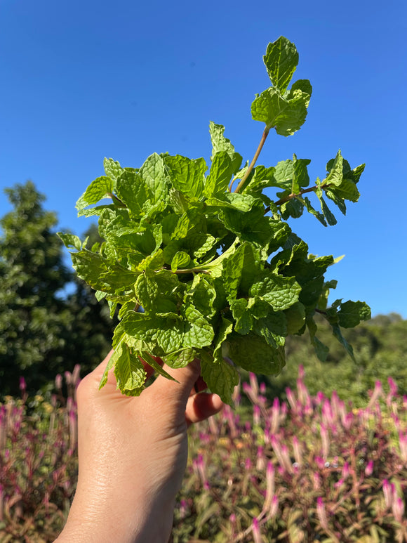 Mint Bunch