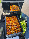 10 Pound Box of Cherry Tomatoes