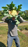 Song Cauliflower