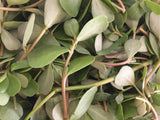 Purslane