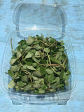 Purslane