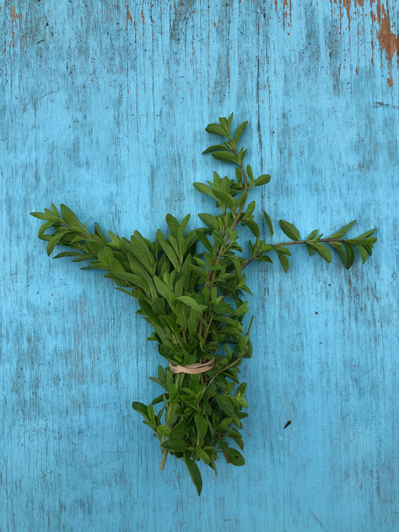 Oregano Bunch