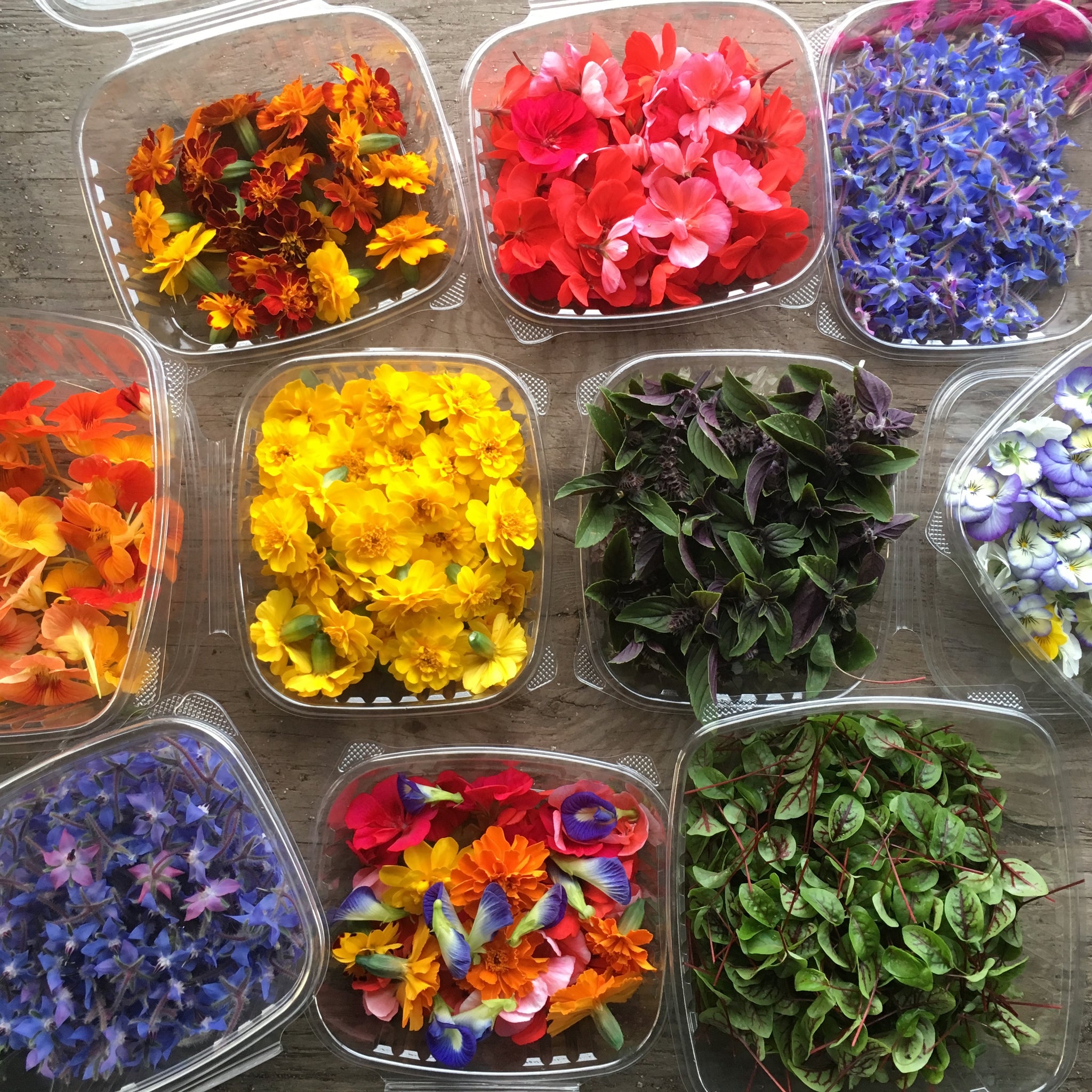 Terre Exotique Edible Flowers for Salad