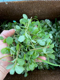Purslane